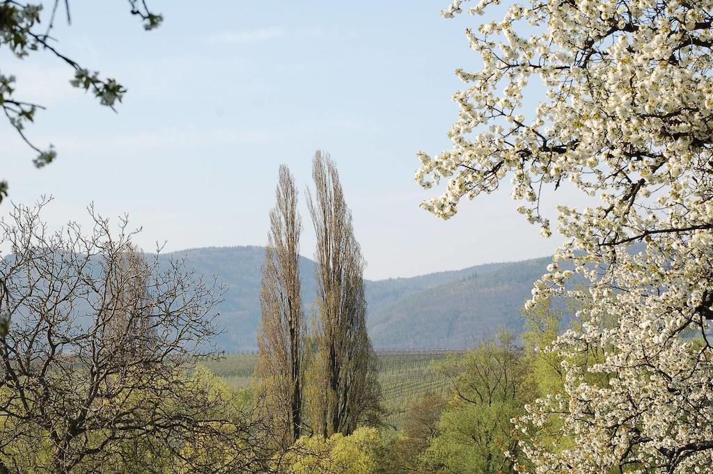 Gaestehaus Kleine Kalmit Hotel Landau in der Pfalz Kültér fotó